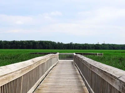 Experience serene nature at a Minnesota wildlife refuge with a scenic boardwalk view.